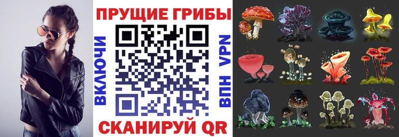 наркошоп  блэк спрут ссылка  Псилоцибиновые грибы мицелий  Кашин 